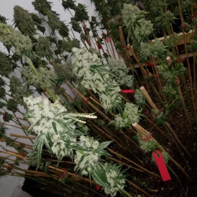 Gator Bait (feminisiert)