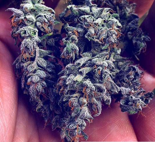 La Berna CBG (feminisiert)