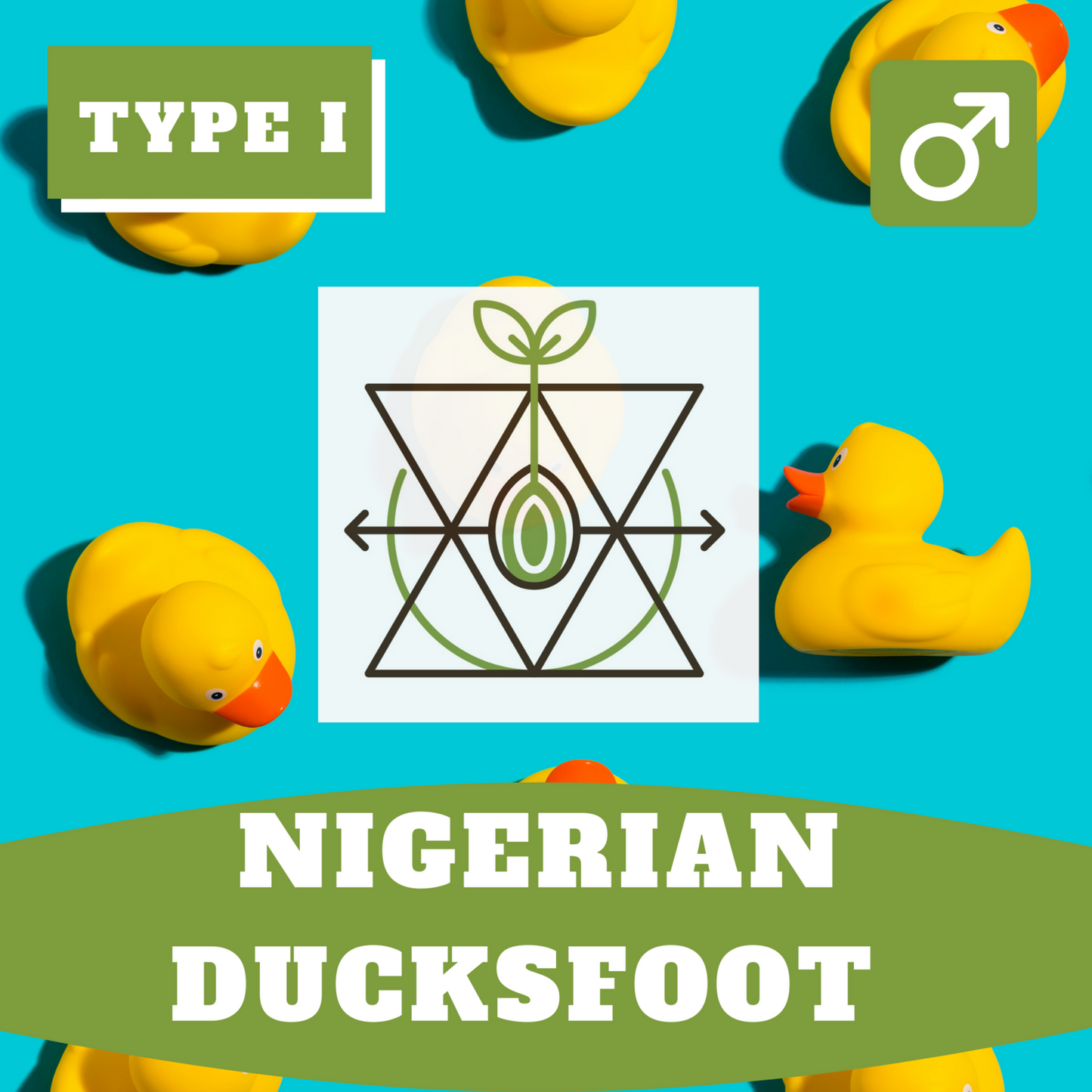 Nigerian Ducksfoot (Regular)
