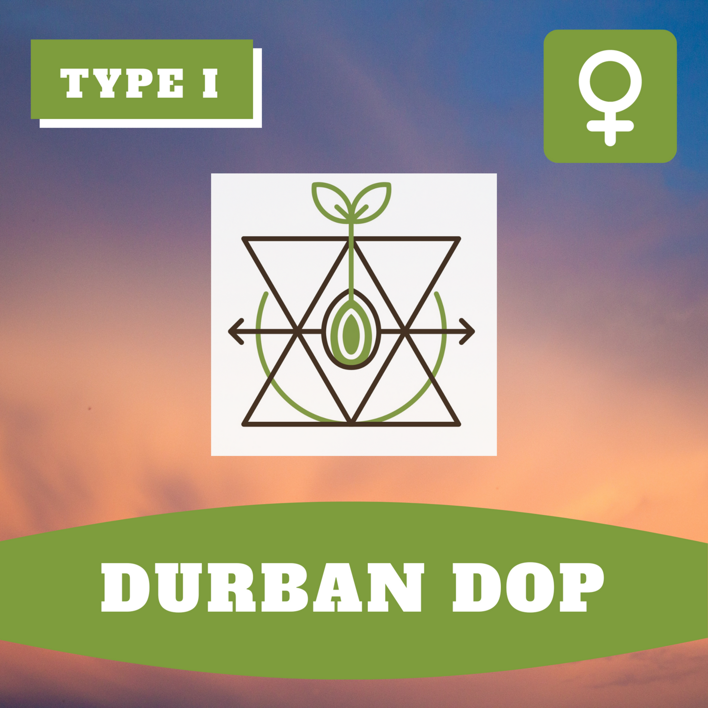 Durban Dop THCV (feminisiert)