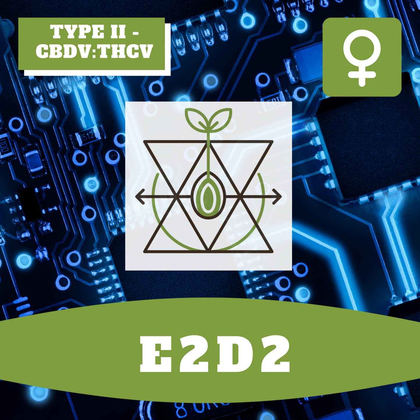 E2D2 (feminisiert)