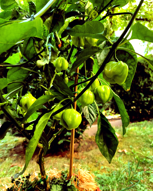 7 Pot White - 15 seeds