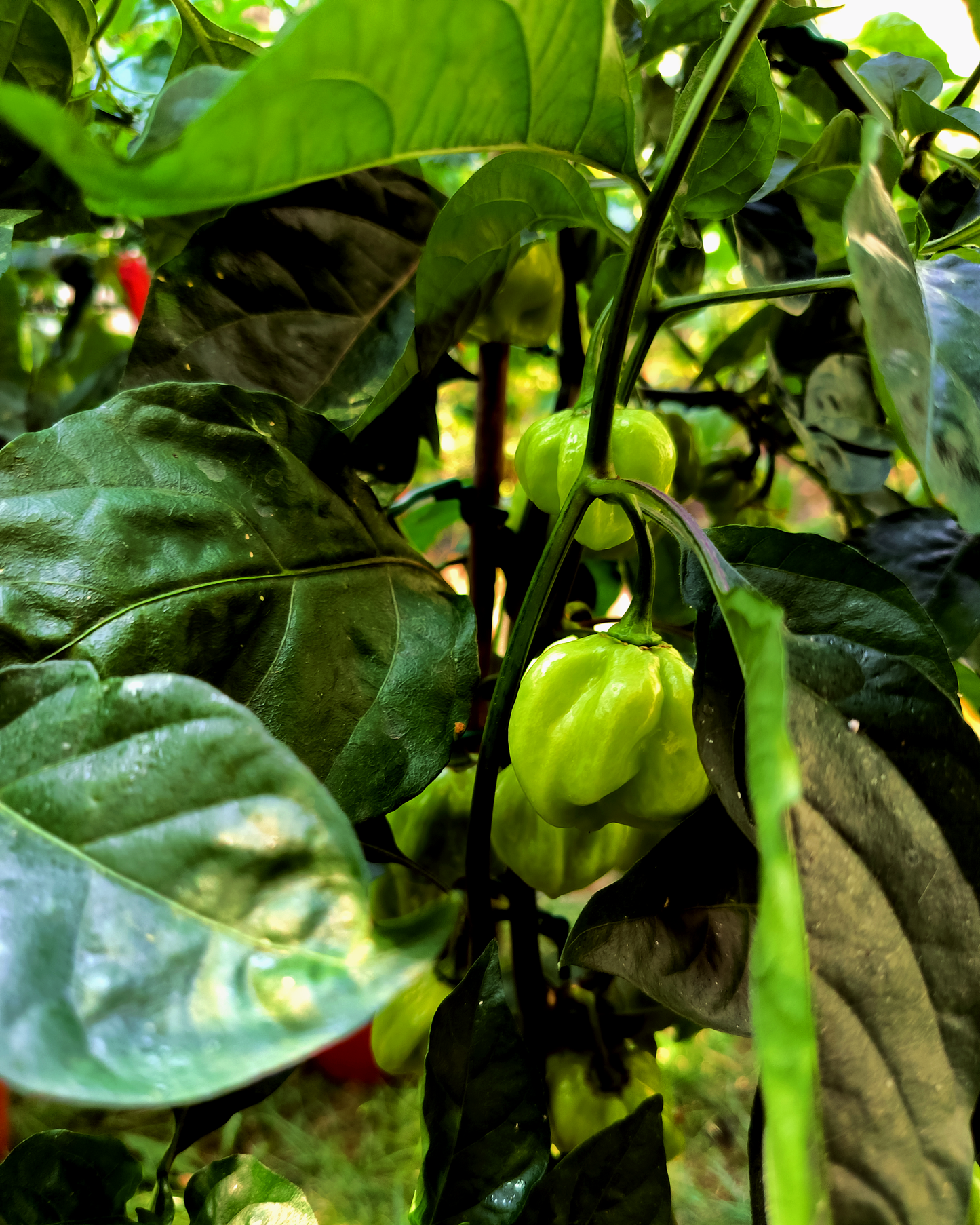 7 Pot White - 15 seeds
