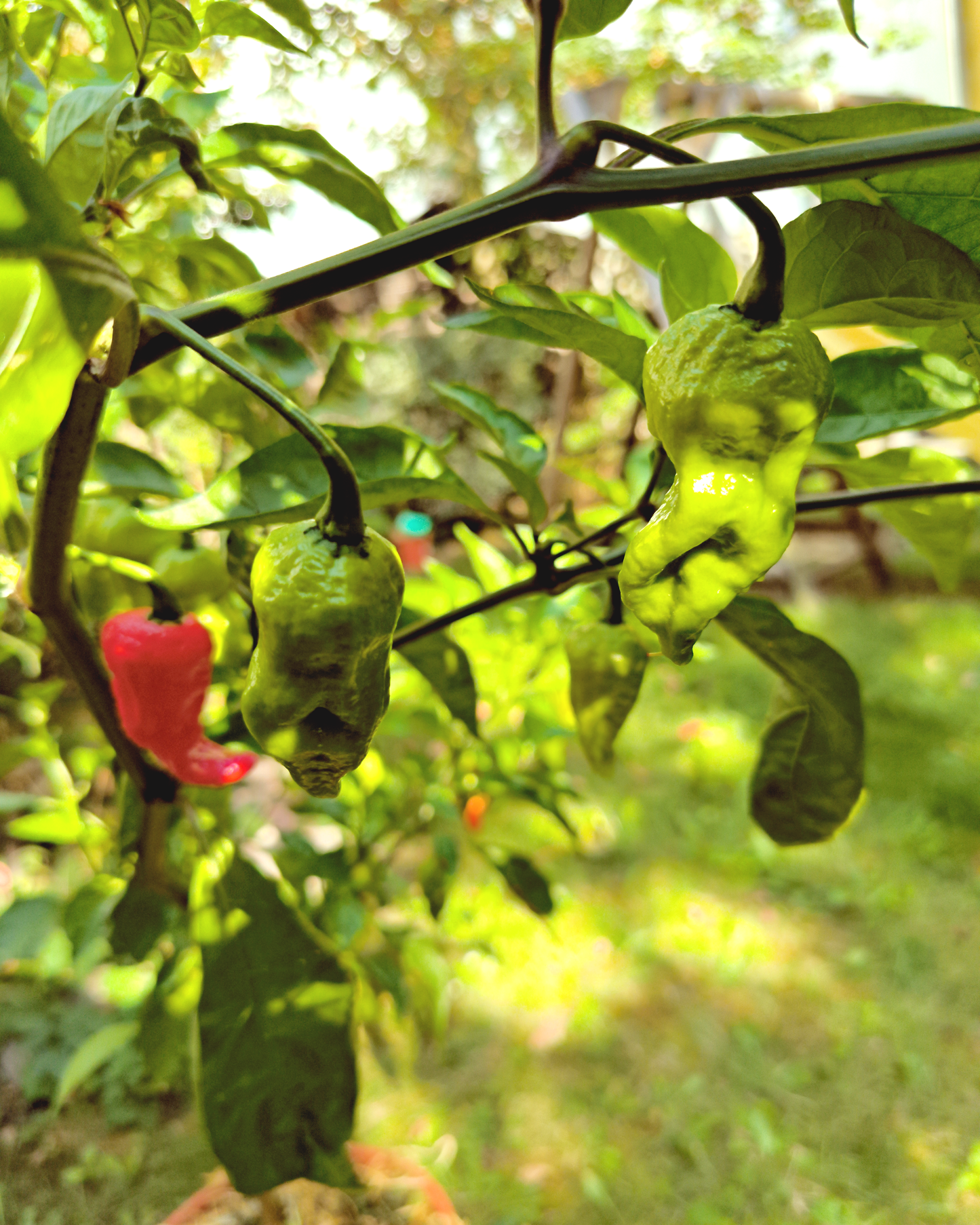 Brazilian Ghost Pepper - 15 seeds