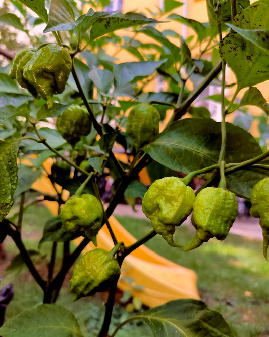 Chocolate Carolina Reaper - 15 seeds