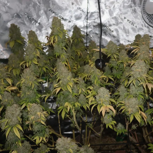 Chemdog D S1 (feminisiert)