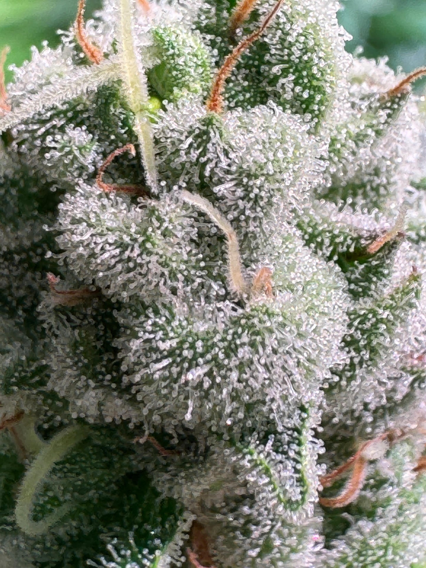 Jungle Jimmy (feminized)