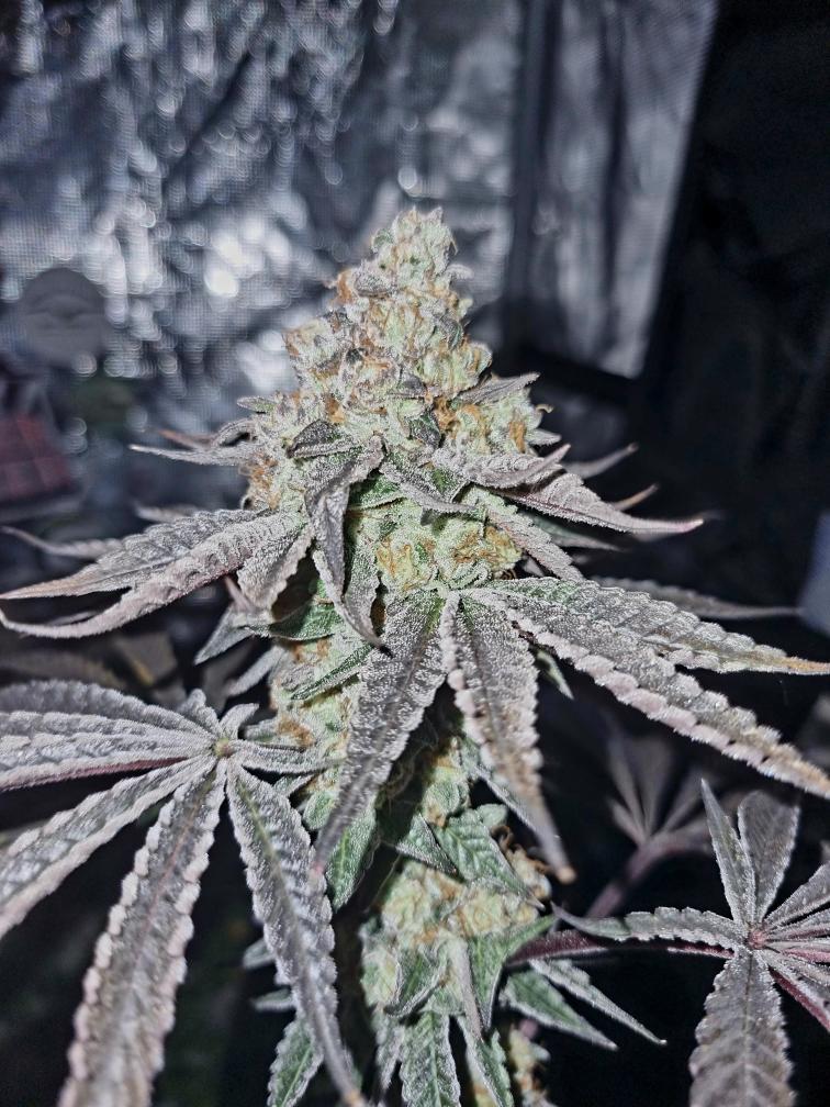 Pink Cookies (feminized)