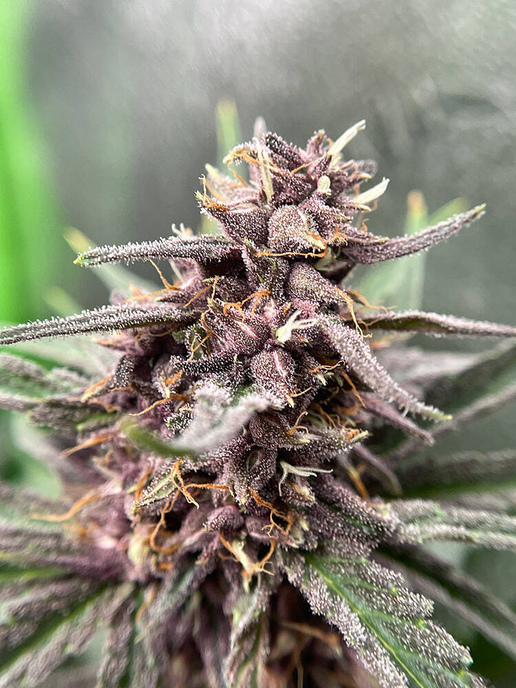Pinks N Purps F2 Lot #3 (Regular)