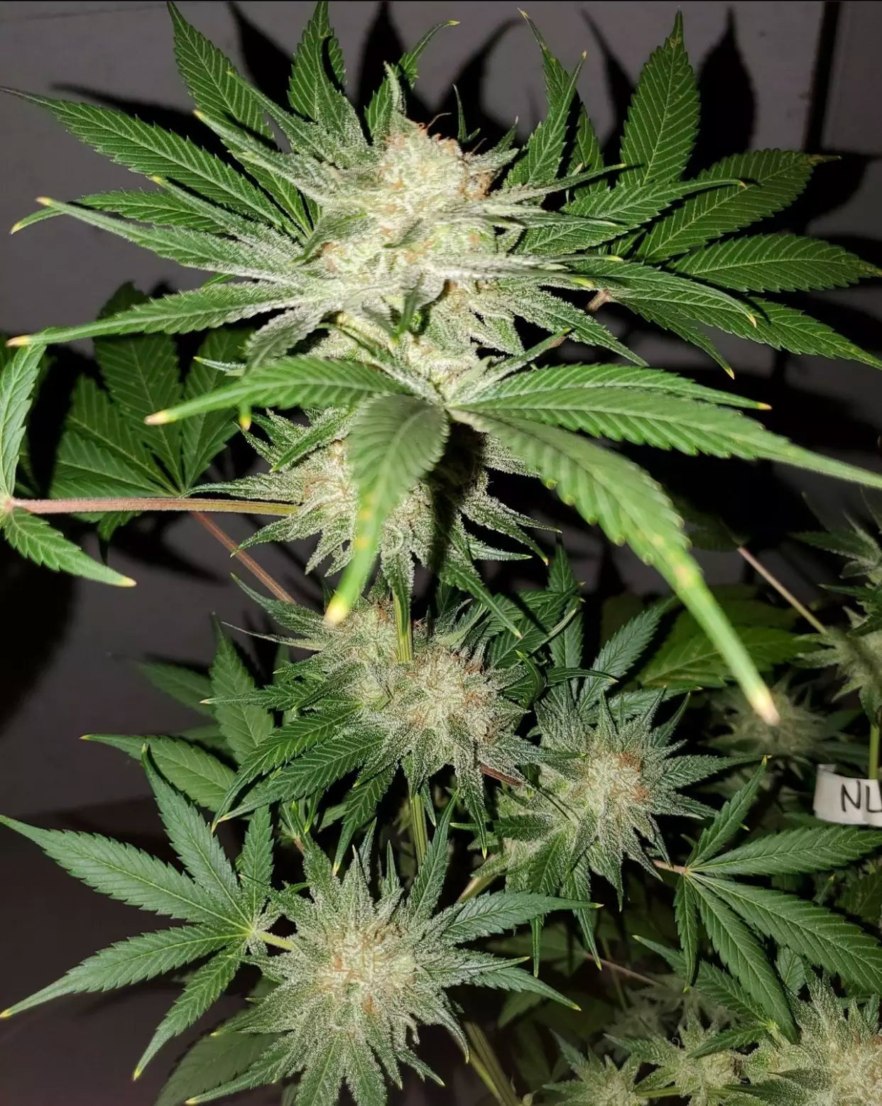 Northern Lights #5 (Regular)
