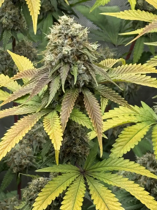 Lemon Tree S1 (feminisiert)