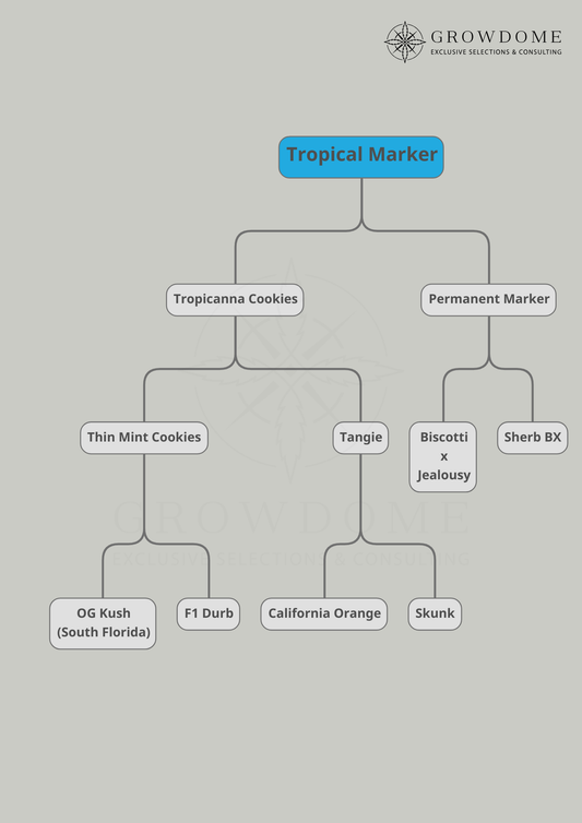 Tropical Marker (feminisiert)