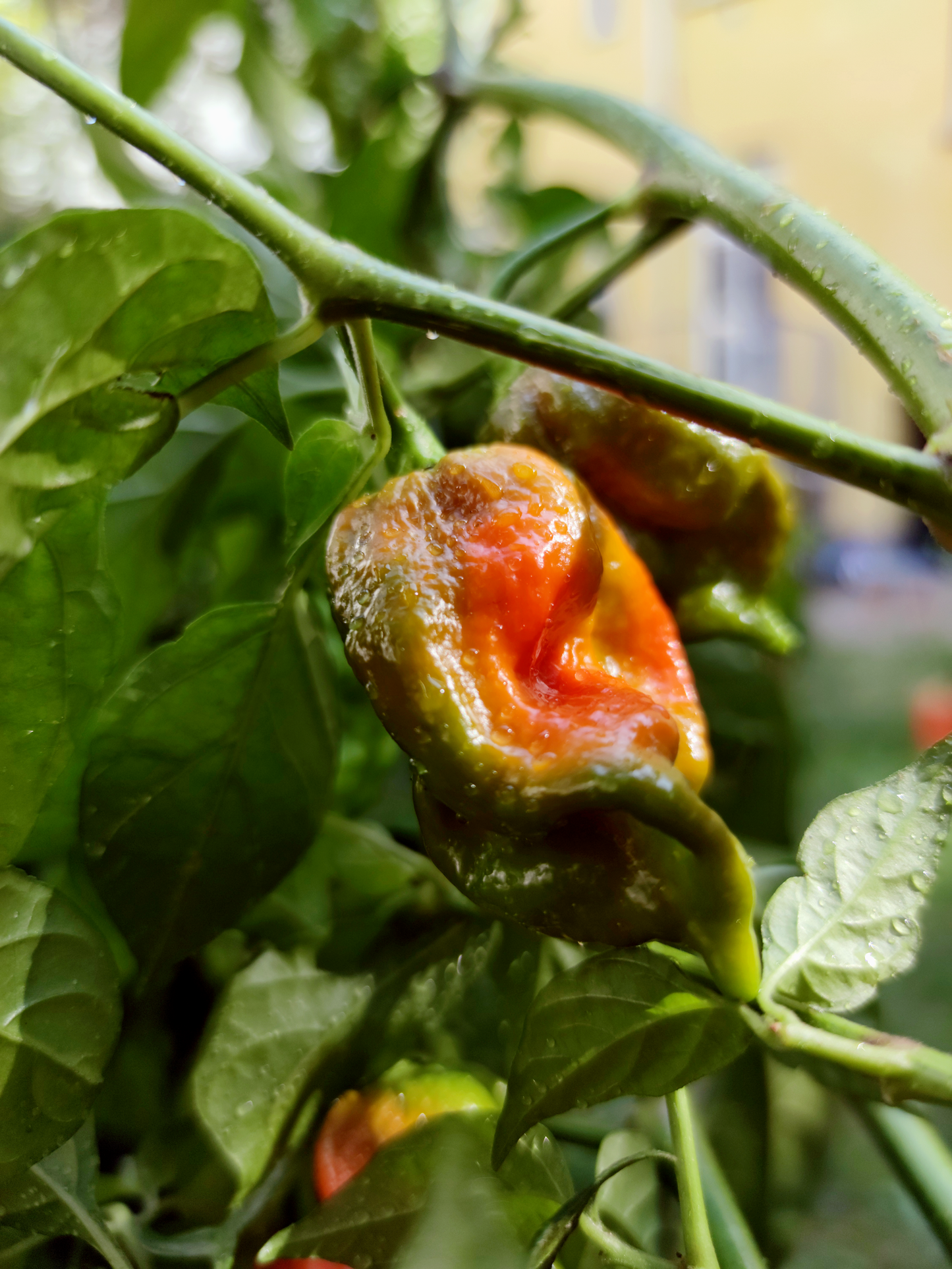 Naga Viper - 15 seeds