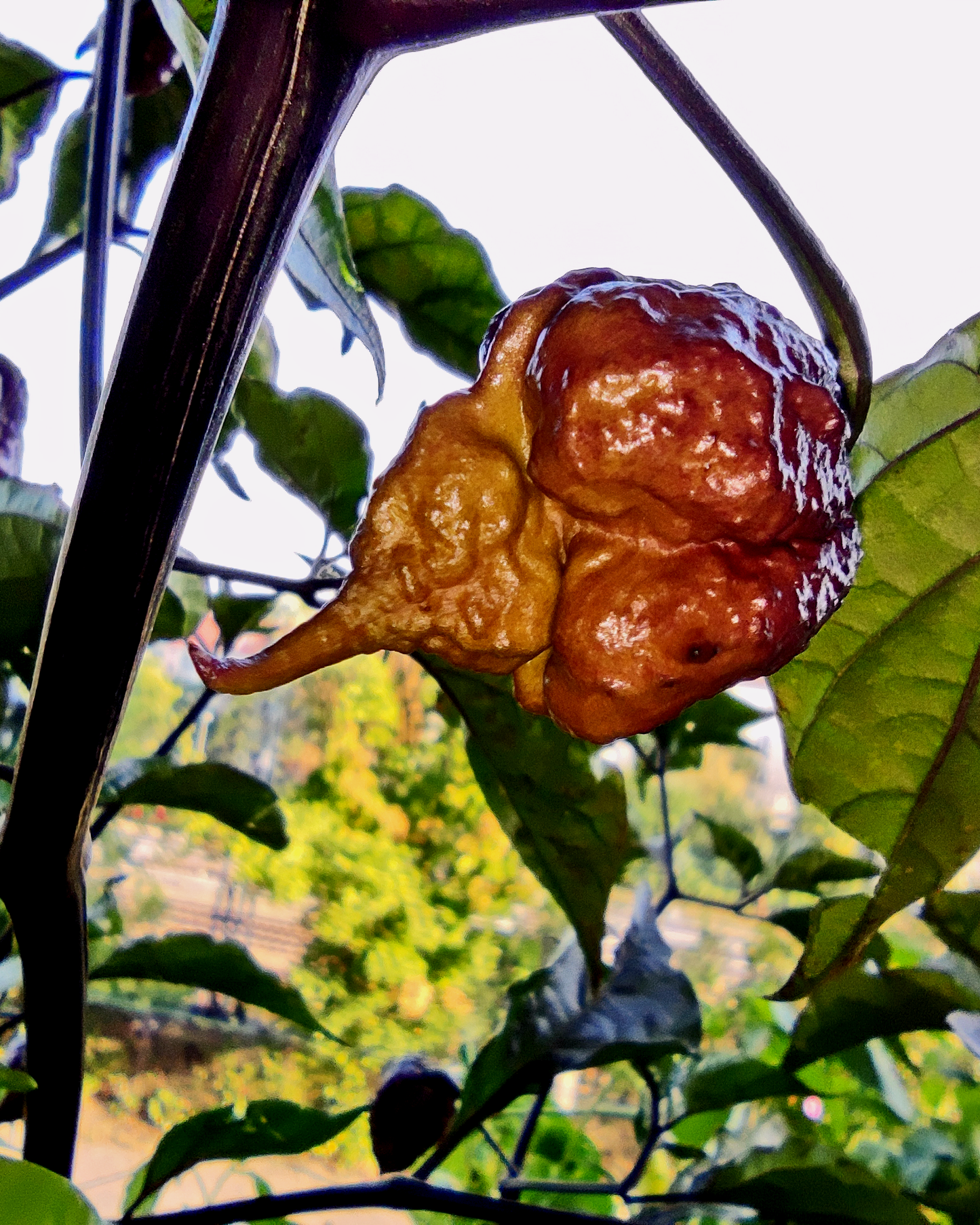 Purple Carolina Reaper - 15 seeds