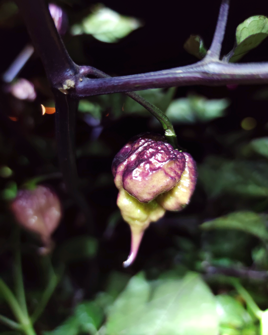 Purple Carolina Reaper - 15 seeds