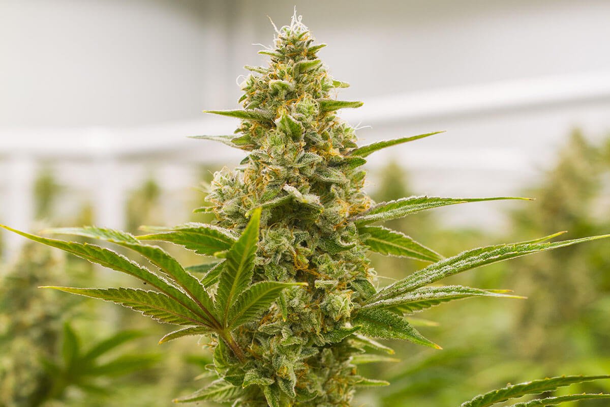 Lemon Tree S1 (feminisiert)