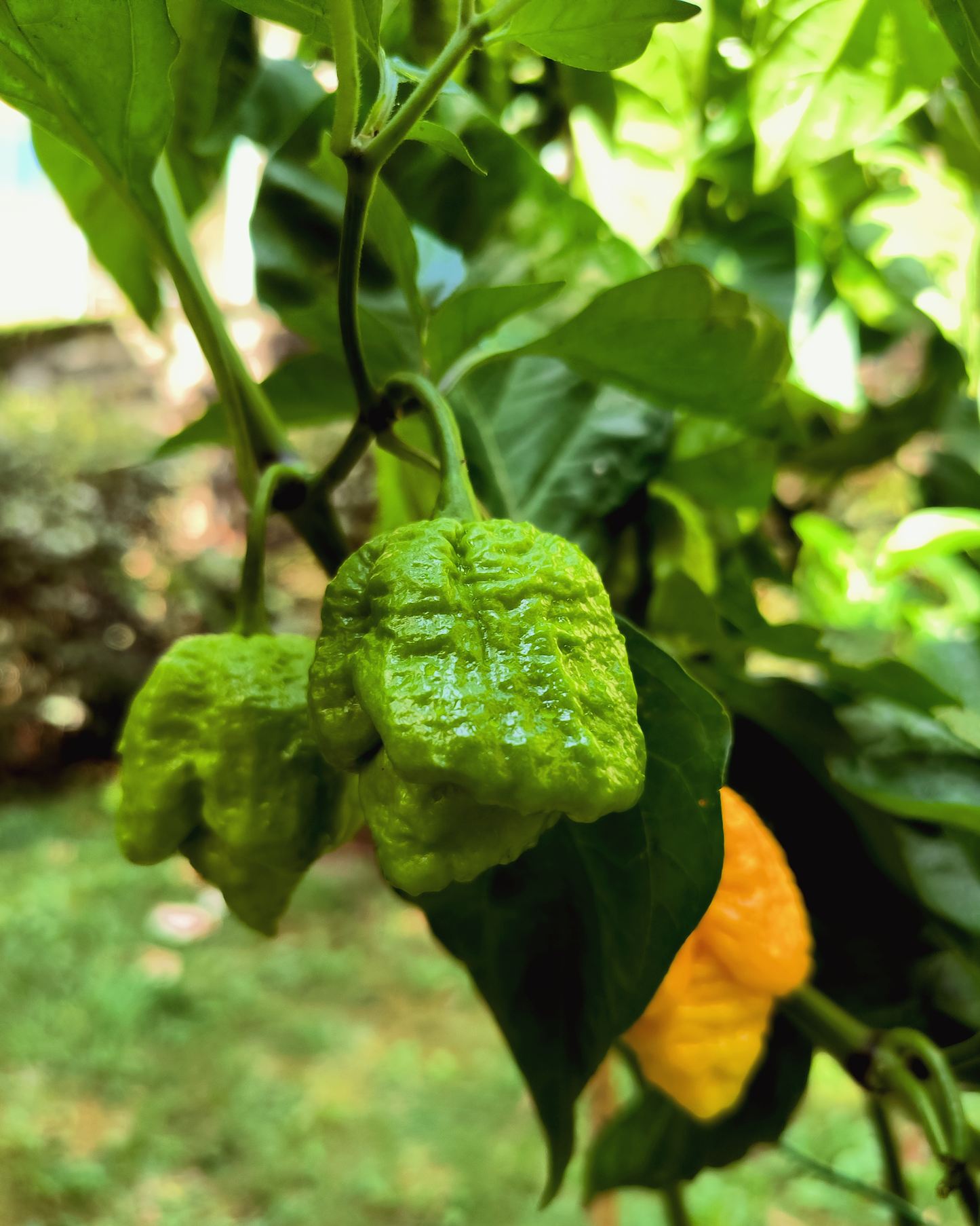 Yellow Moruga Scorpion - 15 seeds
