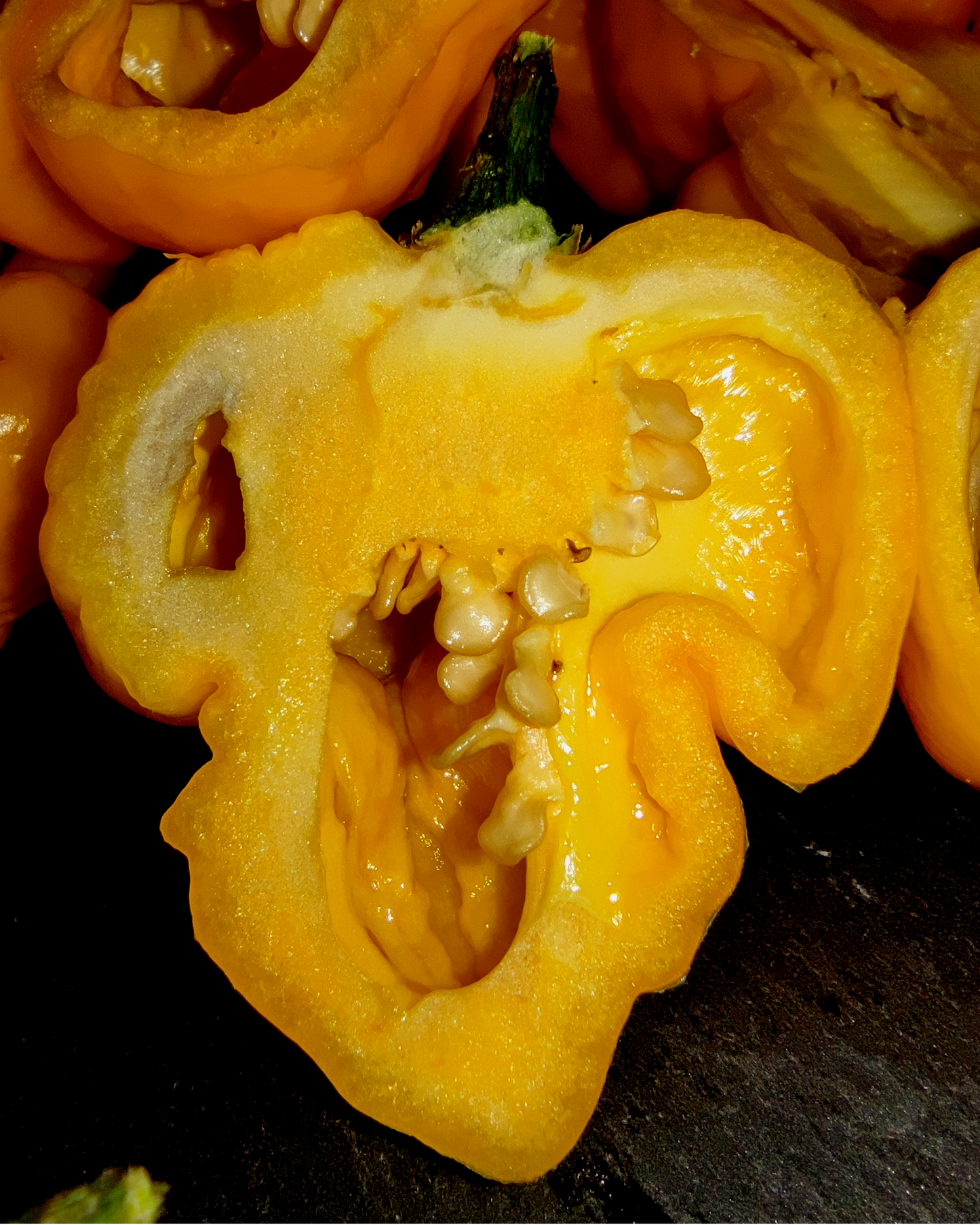 Yellow Scorpion Butch T - 15 seeds