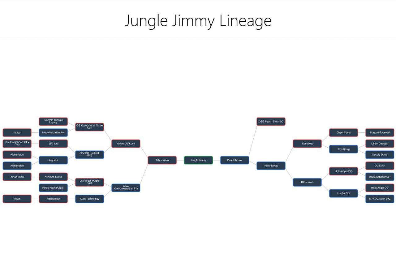 Jungle Jimmy (feminized)