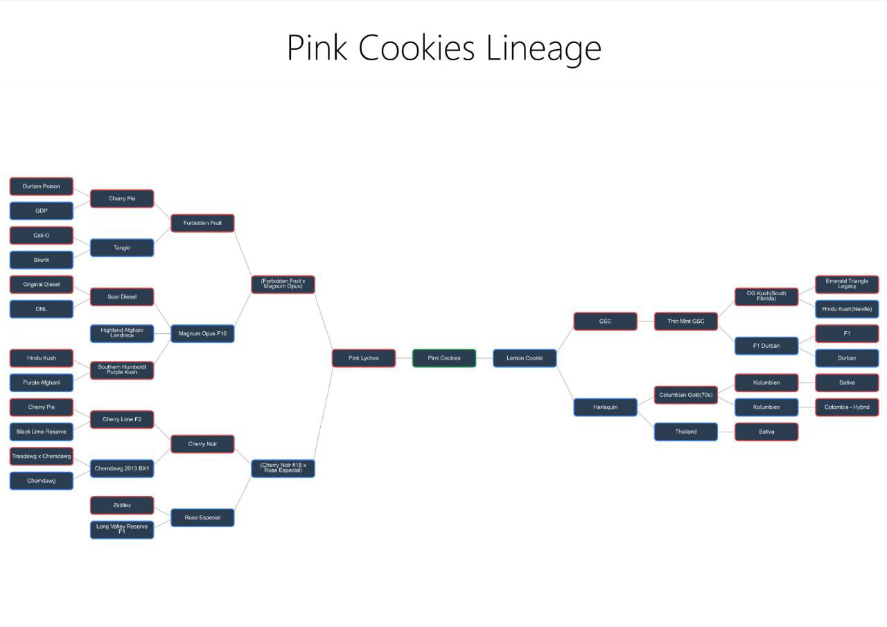 Pink Cookies (feminized)
