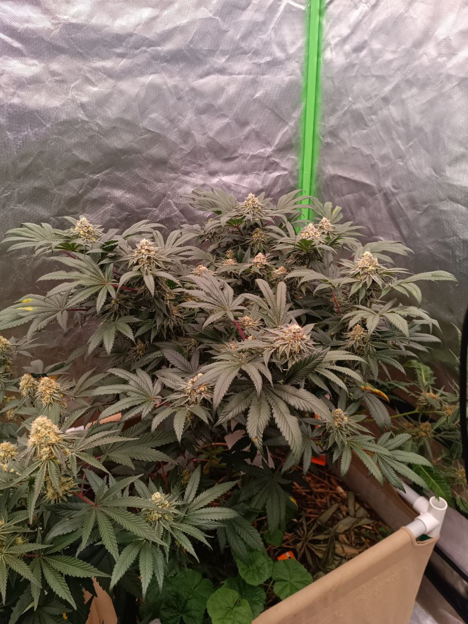 Peach and Gas Nr°8 (feminisiert)