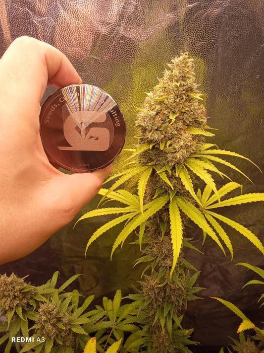 Gooseberry (Stachelbeere) (feminisiert)