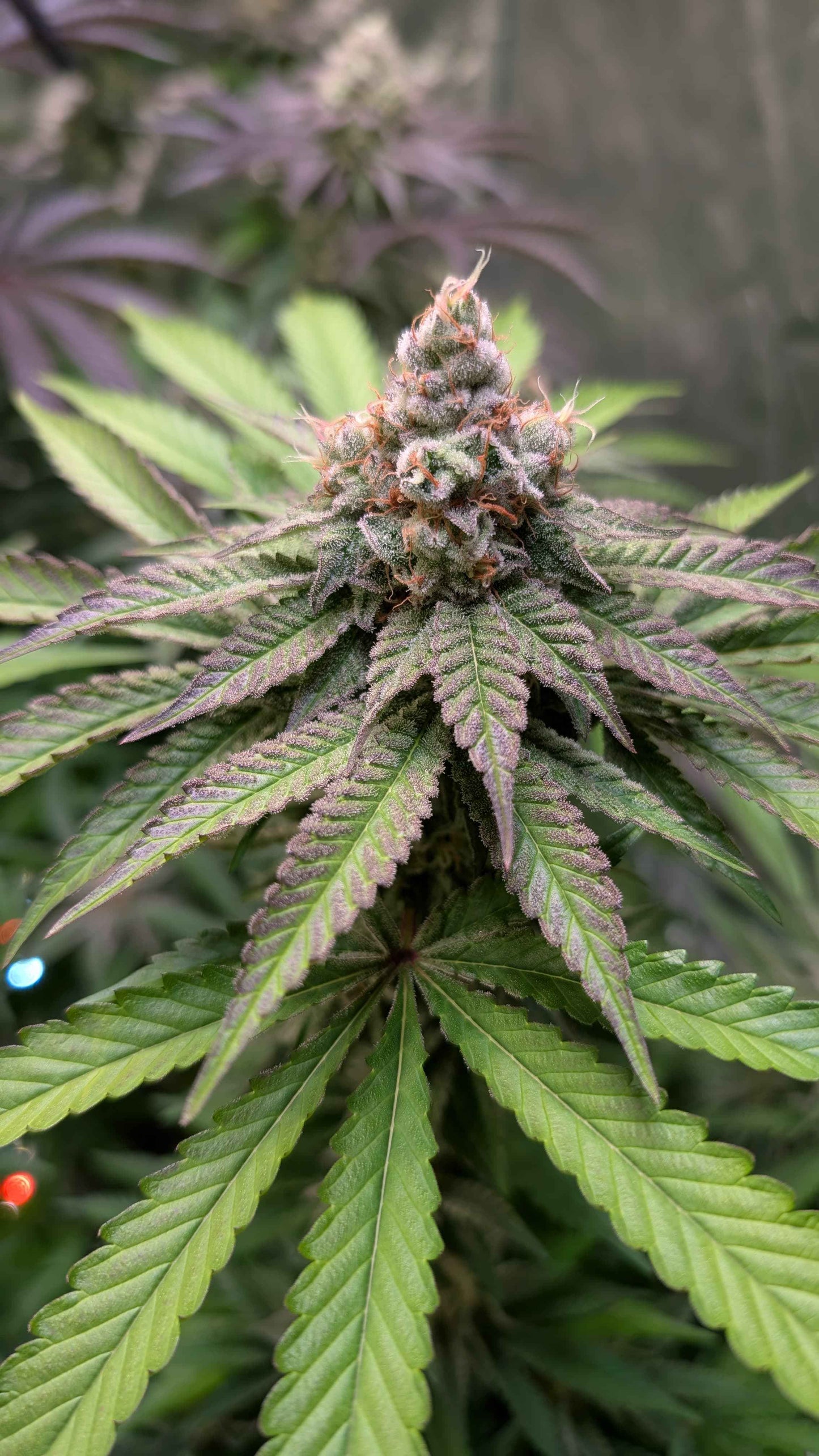 Jungle Jimmy (feminized)