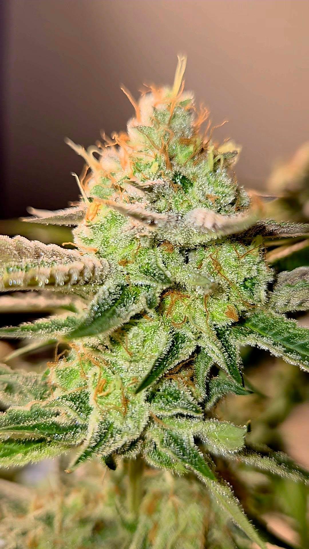 Tropical Marker (feminisiert)