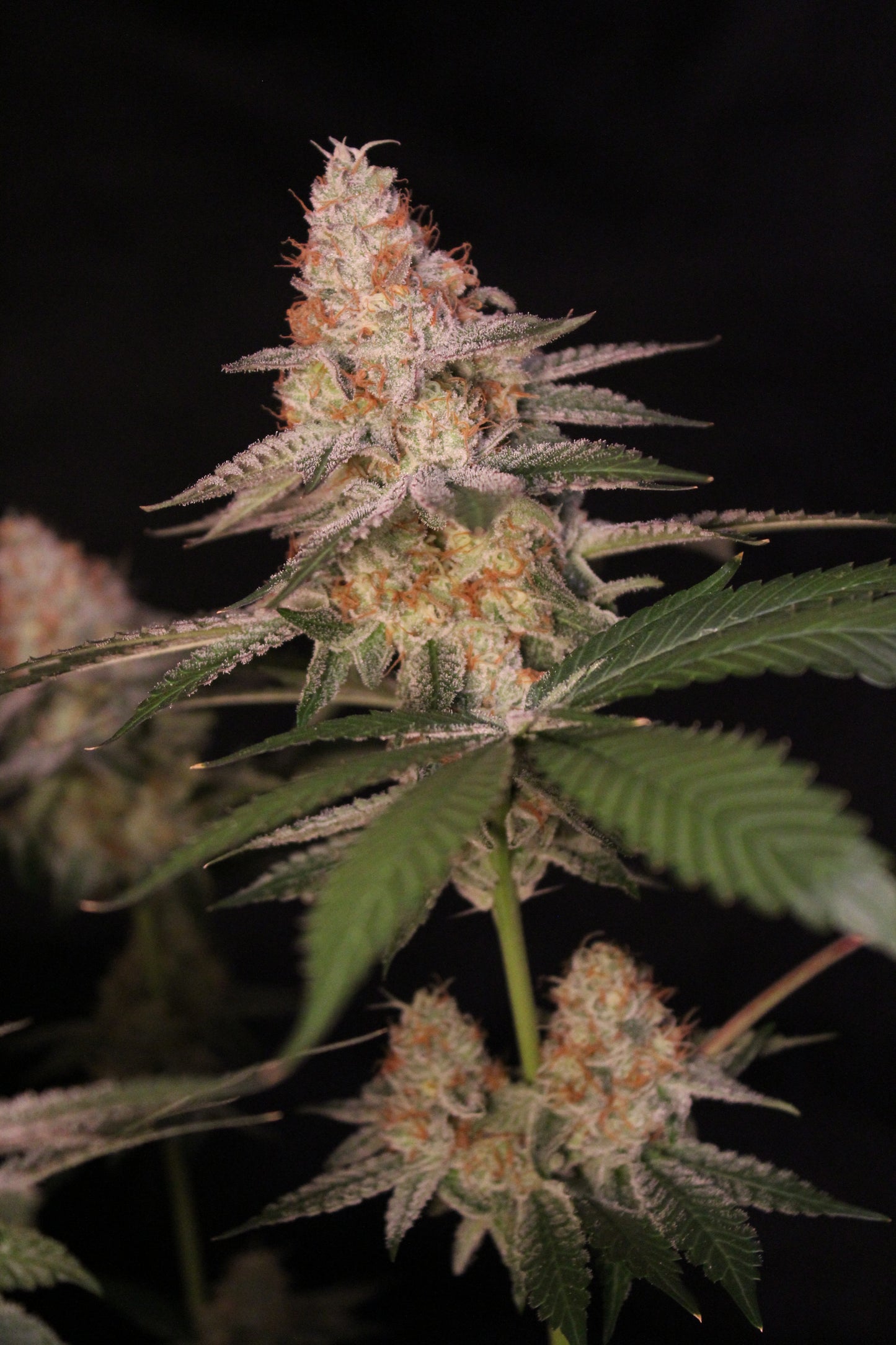 Jungle Jimmy (feminized)