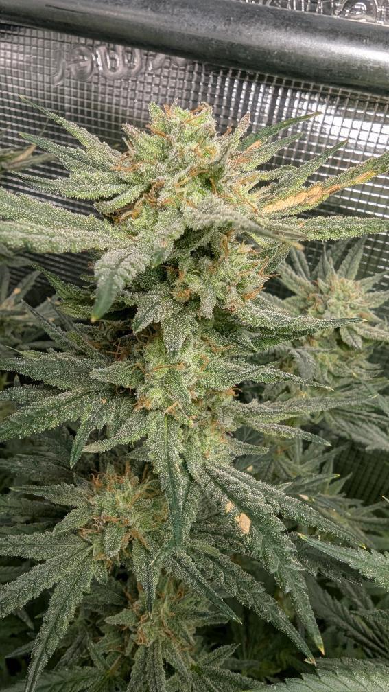 Magellan (feminisiert)