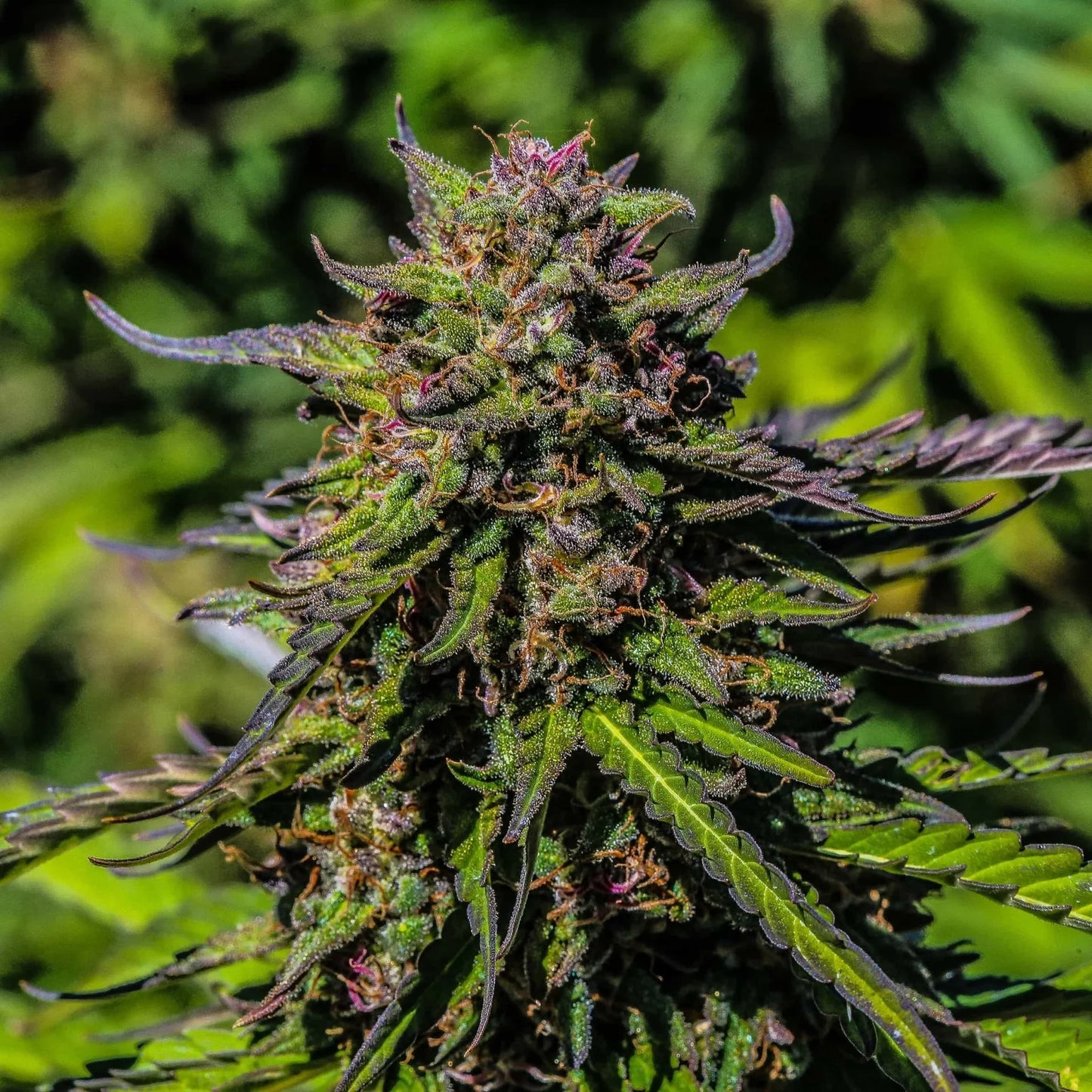 Sour Space Candy CBD (feminisiert)