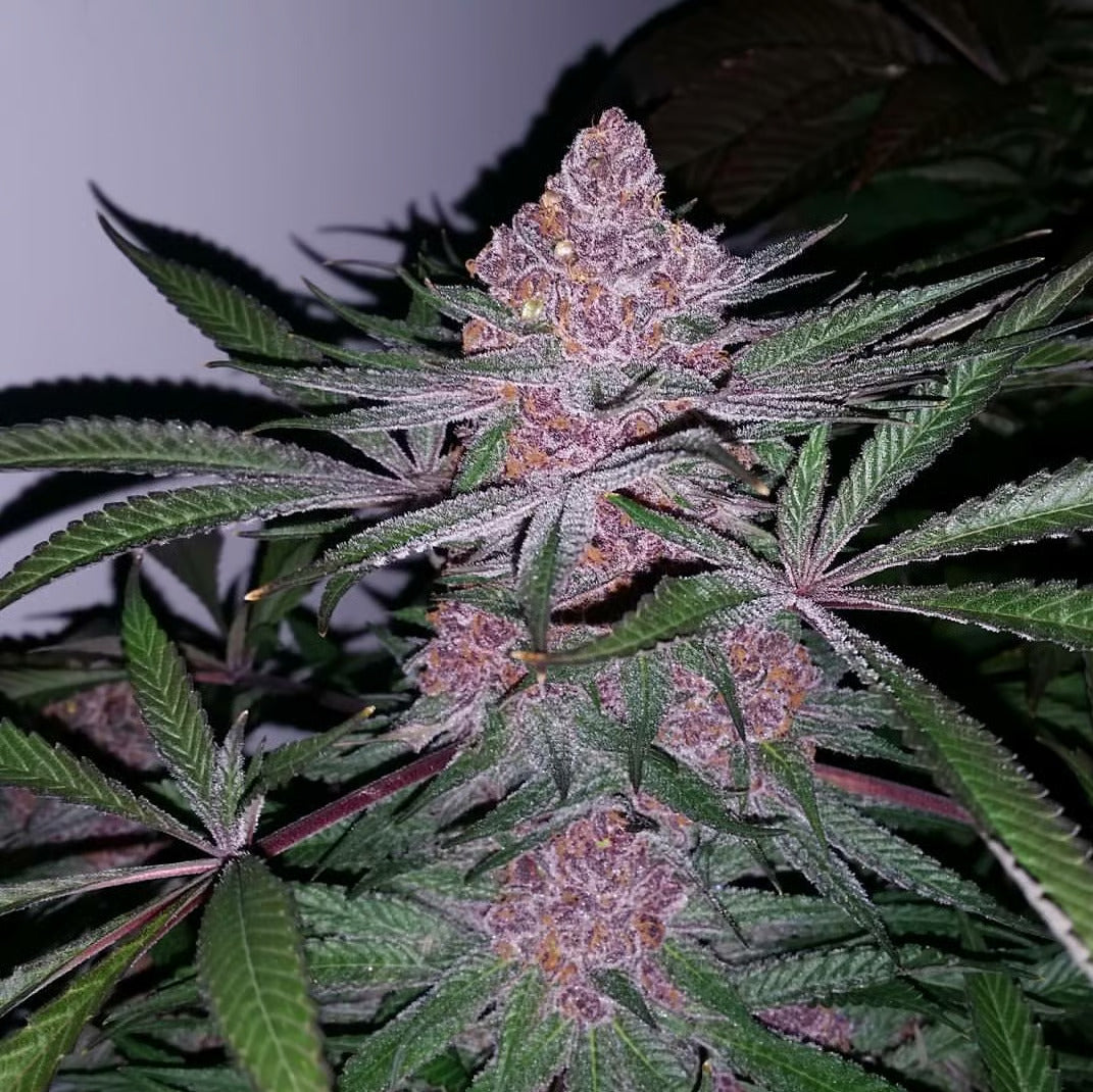 Patient Zero (Regular)