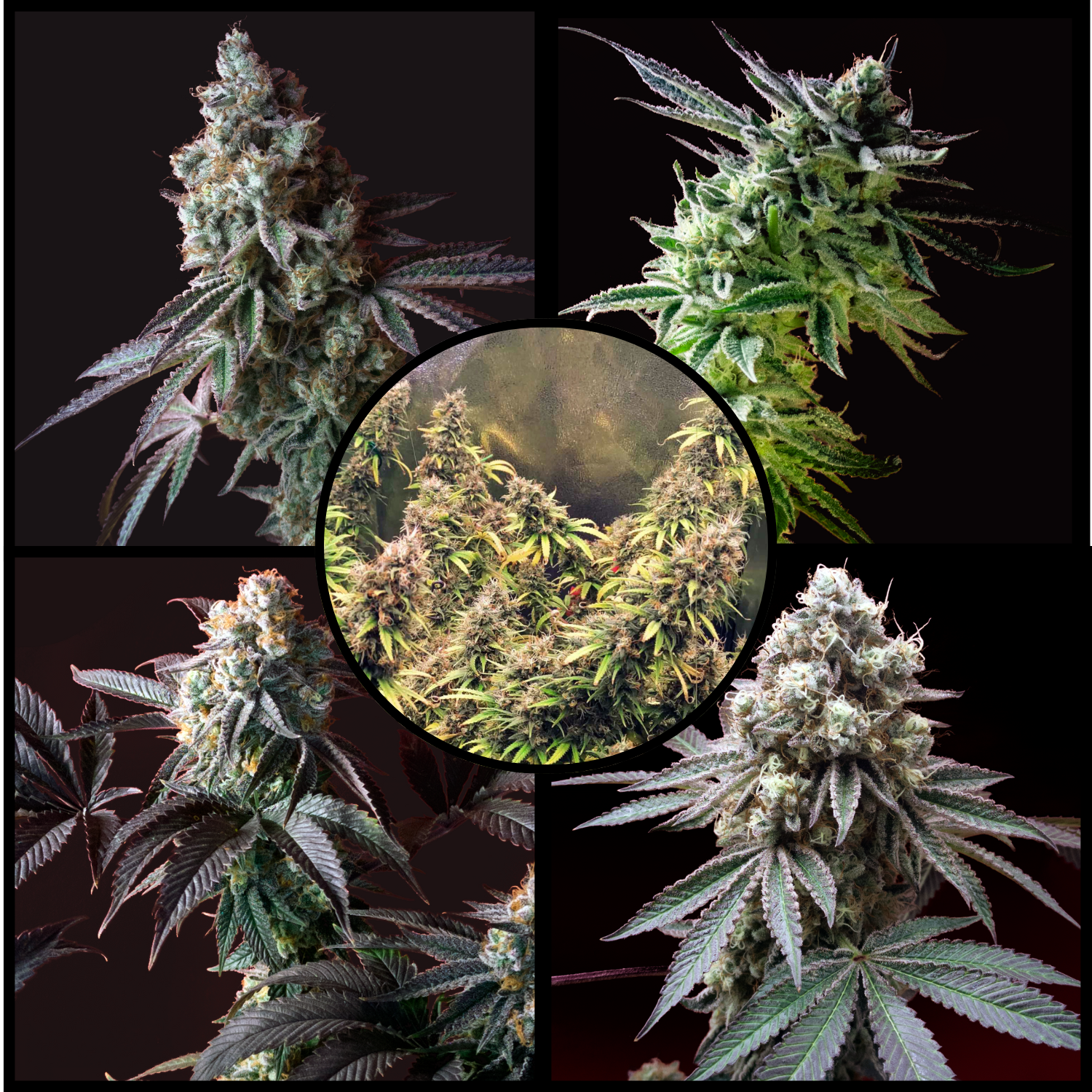 Forgotten Greenhouse Seeds