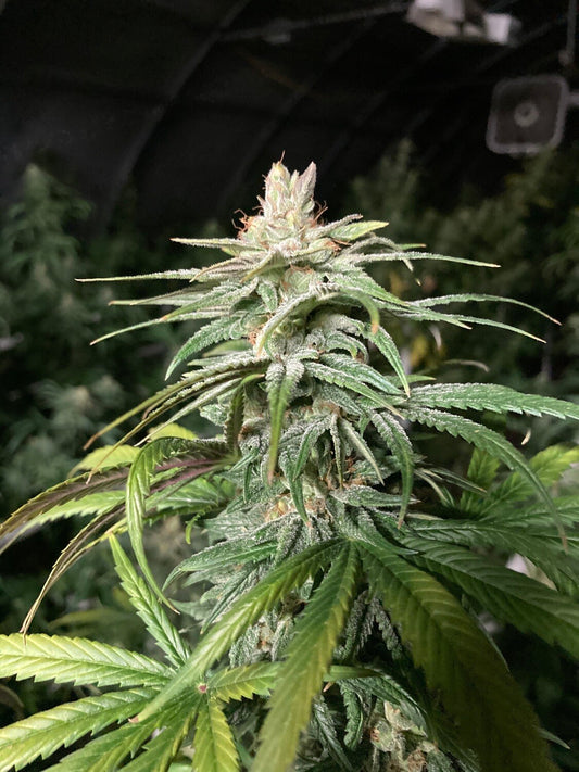 Mad Dog 2020 CBG (feminized)