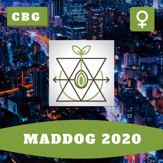 Mad Dog 2020 CBG (feminisiert)
