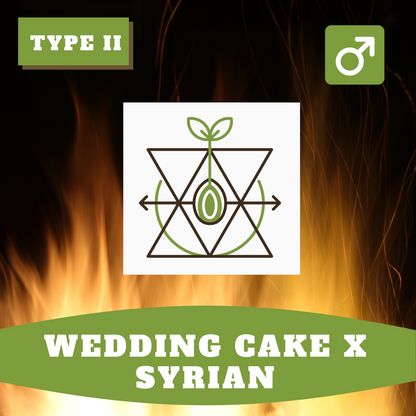 Wedding Cake x Syrian (Regular)