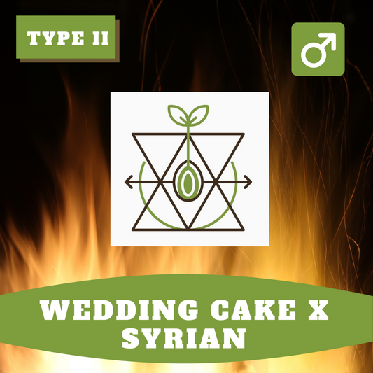 Wedding Cake x Syrian (Regular)