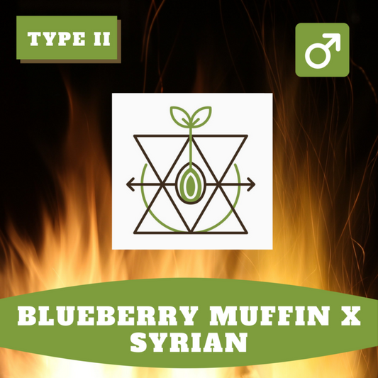 Blueberry Muffin x Syrian (Regular)
