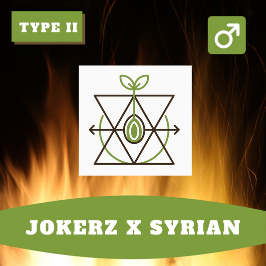 Jokerz x Syrian (Regular)