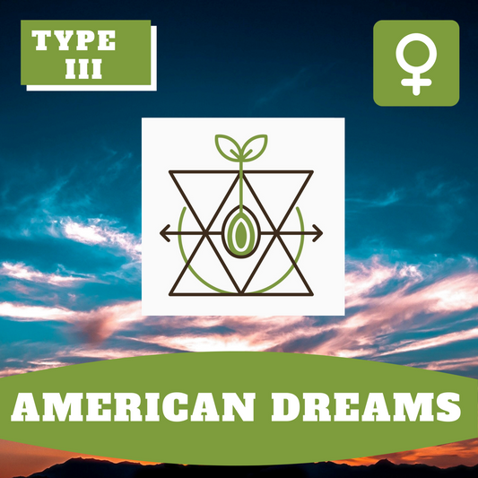 American Dreams (feminisiert)