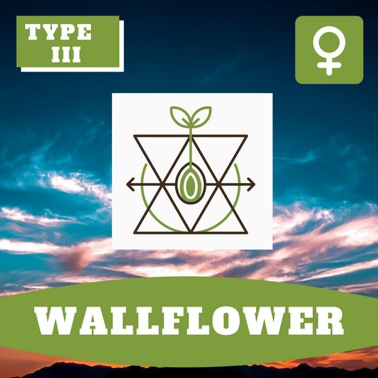 Wallflower (feminisiert)