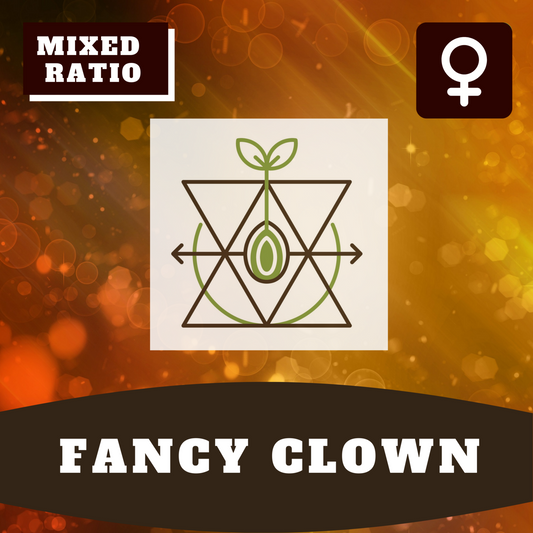 Fancy Clown (feminisiert)