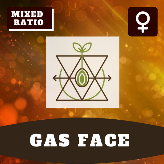 Gas Face (feminisiert)