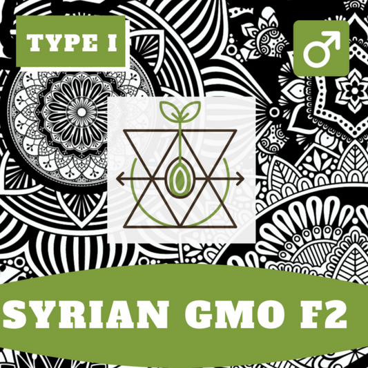 Syrian GMO F2 (Regular)