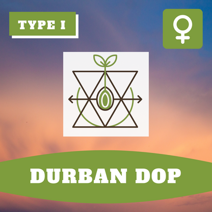 Durban Dop THCV (feminisiert)