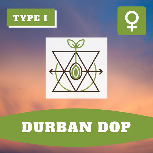 Durban Dop THCV (feminisiert)