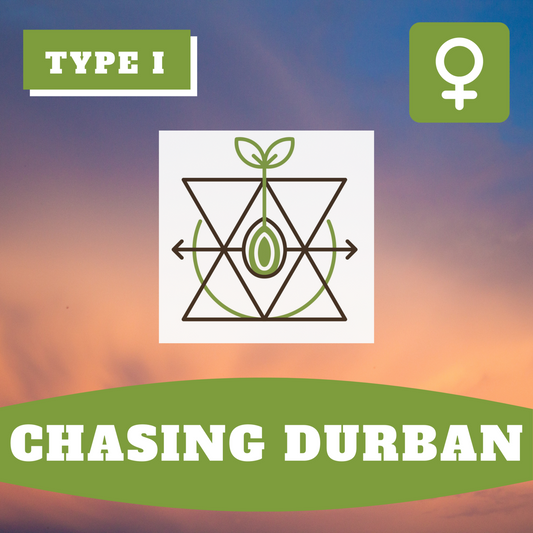 Chasing Durban THCV (feminisiert)