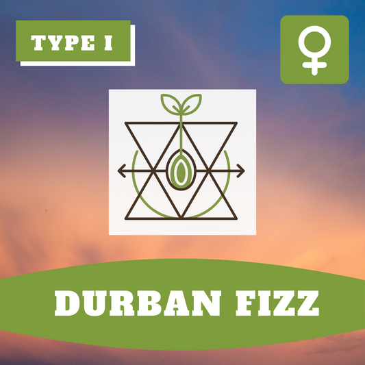 Durban Fizz THCV (feminisiert)