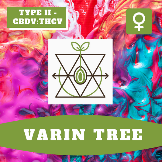 Varin Tree THCV (feminisiert)