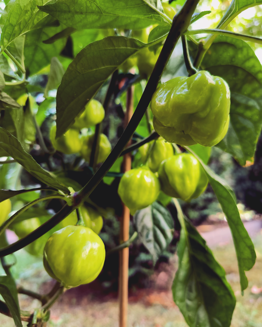 7 Pot White - 15 seeds